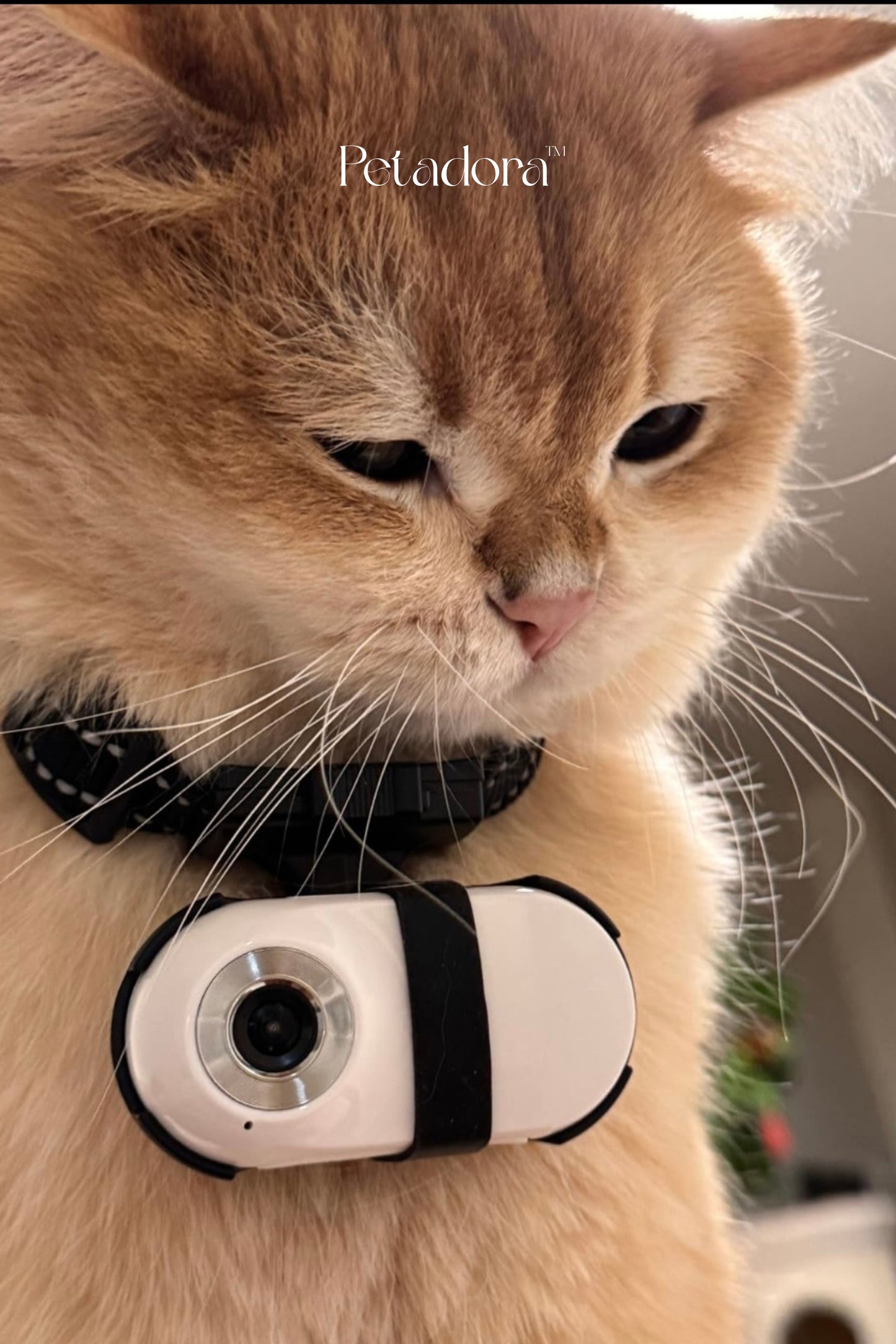 Pet CollarCam™
